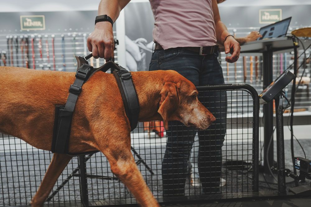 Ein Hund läuft auf einem Laufband, während zwei Personen ihn überwachen. Eine weitere Person hockt in der Nähe. Im Hintergrund befinden sich Regale mit Tierbedarf.