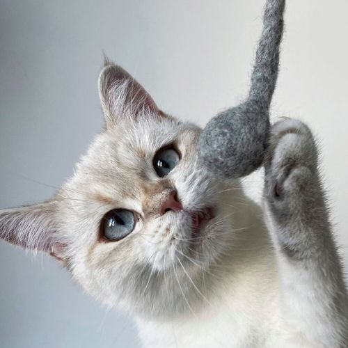 Eine flauschige weiße Katze mit blauen Augen spielt mit einem grauen Filzspielzeug, hält es mit ihrer Pfote fest und schaut neugierig in die Kamera.