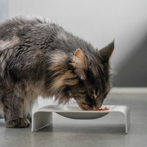 Fluffige graue Katze, die aus einer modernen, erhöhten weißen Schüssel auf einer glatten grauen Oberfläche frisst.