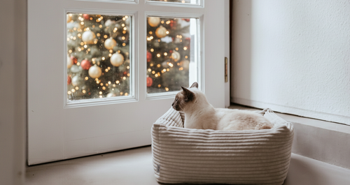 Katze in einem gemütlichen Bett am Fenster, die nach draußen auf einen geschmückten Weihnachtsbaum mit leuchtenden Lichtern und Ornamenten blickt.