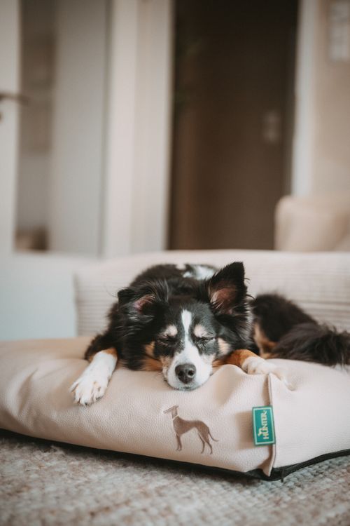 Ein Hund schläft friedlich auf einem beigen Hundebett im Innenbereich, auf dem ein kleines gesticktes Hundemotiv zu sehen ist.