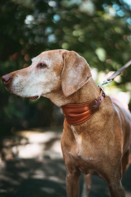 Nahaufnahme eines braunen Hundes mit weißer Schnauze, der ein breites Lederhalsband trägt, im Freien vor einem unscharfen grünen Hintergrund.