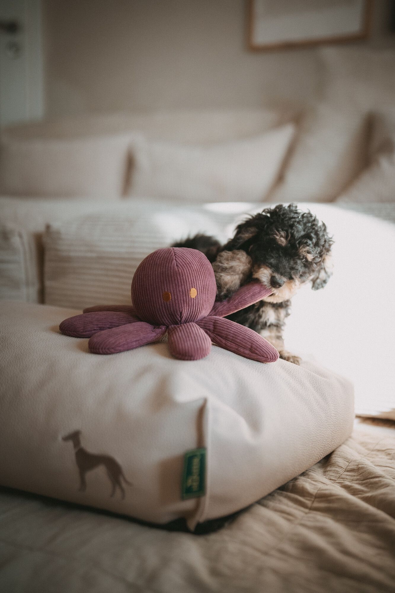 Ein kleiner Welpe mit lockigem Fell spielt auf einem beigen Hundebett mit der Silhouette eines Windhundes mit einem lila Plüschtier in Form eines Oktopus.