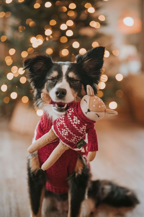 Ein Hund in einem roten Pullover hält freudig ein Stofftier vor einem verschwommenen, beleuchteten Weihnachtsbaum.