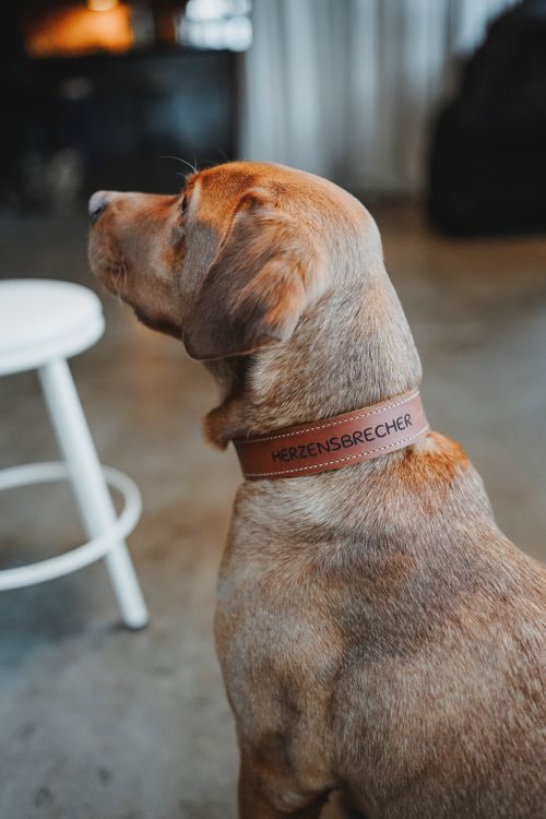 Brauner Hund mit einem Lederhalsband mit der Aufschrift „HERZENSBRECHER“, der auf einem grauen Boden neben einem weißen Hocker sitzt und nach links schaut.