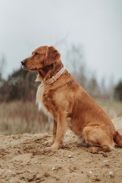 Ein Golden Retriever mit einem Halsband im Boho-Stil sitzt im Sand.