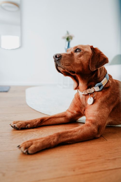 Ein brauner Hund mit blauem Halsband liegt auf einem Holzboden und schaut in einem hellen Raum aufmerksam zur Seite.
