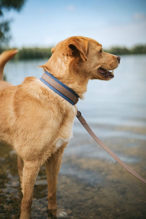 Ein brauner Hund an der Leine steht an einem ruhigen See und schaut nach rechts. Der Himmel ist klar, und im Hintergrund sind Bäume zu sehen.