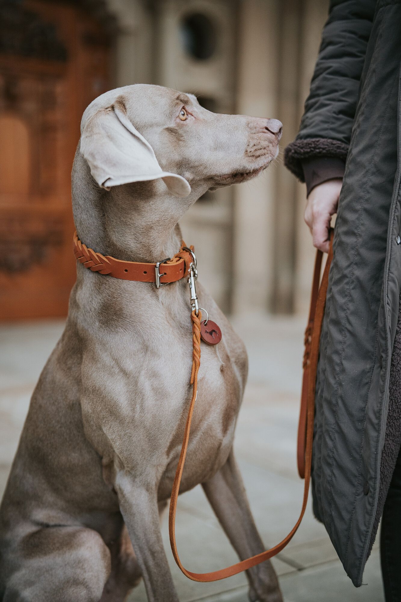 Ein Weimaraner sitzt aufmerksam neben einer Person in einem langen Mantel und trägt ein geflochtenes Lederhalsband sowie eine Leine.