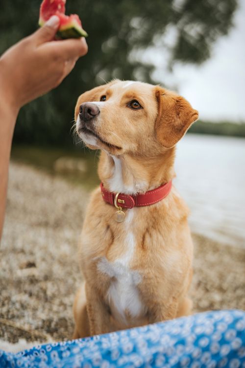 Ein Hund mit einem korallfarbenem Halsband sitzt an einem Kieselstrand und blickt auf eine Hand, die eine Scheibe Wassermelone hält, während im Hintergrund Wasser und Grün zu sehen sind.