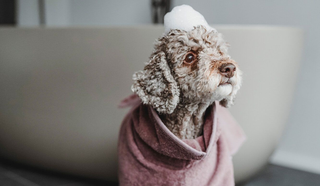 Ein Hund mit lockigem Fell, mit einem altrosa Bademantel, steht auf einem Fliesenboden mit einer Seifenblase auf dem Kopf vor einer Badewanne.