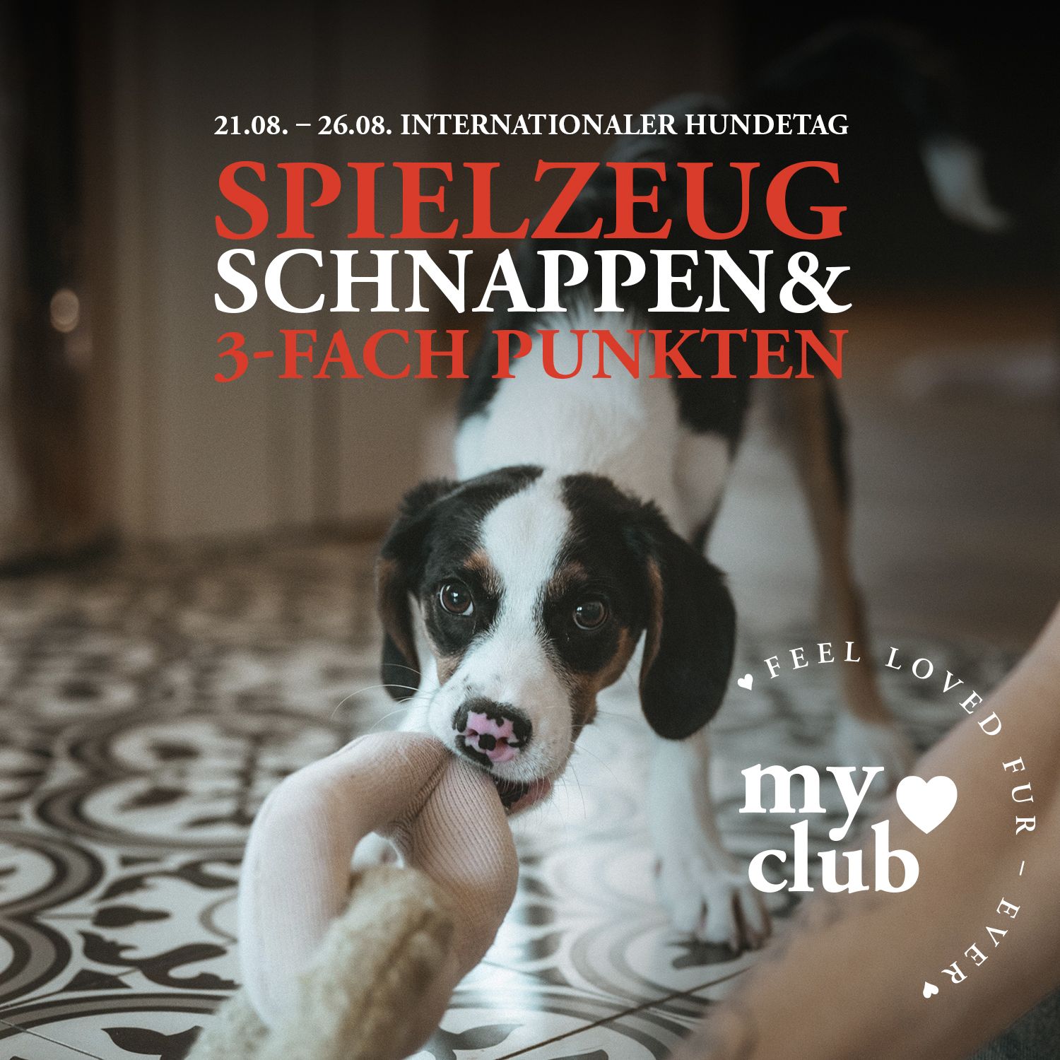 Ein Welpe zerrt spielerisch an einem Spielzeug in einem gefliesten Raum. Darüber sind deutsche Texte eingeblendet, die für den „Internationalen Tag des Hundes“ werben und Treuepunkte anbieten.