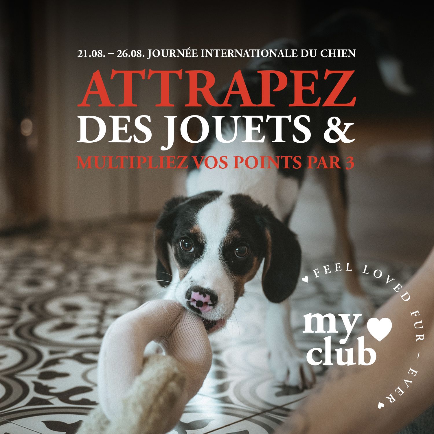 Un chiot tire joyeusement sur un jouet dans une pièce carrelée. Au-dessus, un texte s'affiche pour promouvoir la « Journée internationale du chien » et proposer des points de fidélité.