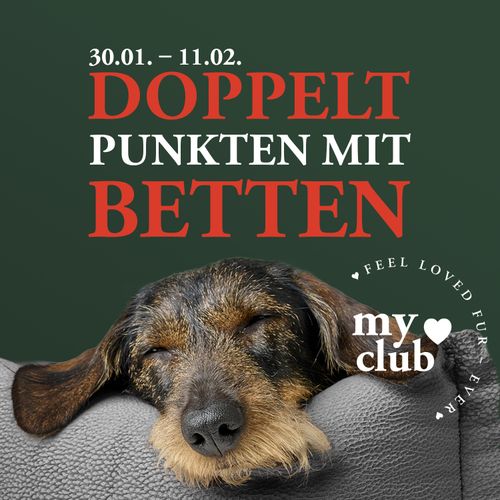 Ein Hund schläft auf einem Sofa mit dem Text „Doppelte Punkte mit Betten“ und „feel loved fur-ever“ in Herzform.