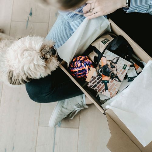 Eine Person öffnet eine Schachtel mit Tierbedarf, während ein flauschiger Hund gespannt zusieht.