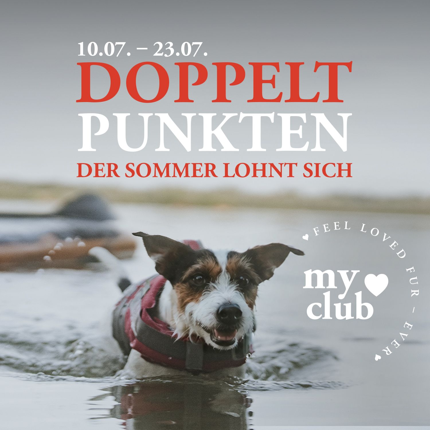 Ein Hund, der in einem See schwimmt und eine rote Schwimmweste trägt, über dem ein Werbetext zu sehen ist, in dem es darum geht, doppelte Punkte zu sammeln.