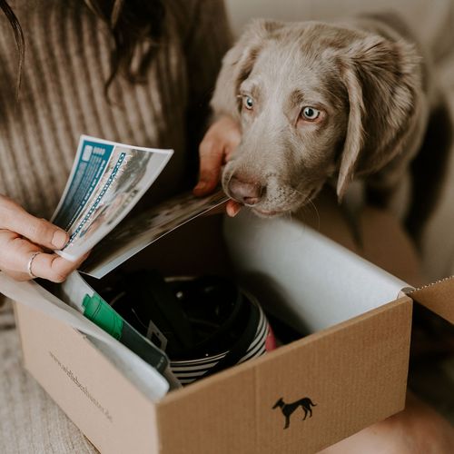 Ein neugieriger Welpe schnüffelt an einer Karte, das eine Person in der Hand hält, neben einer offenen Kiste mit verschiedenen Gegenständen darin.