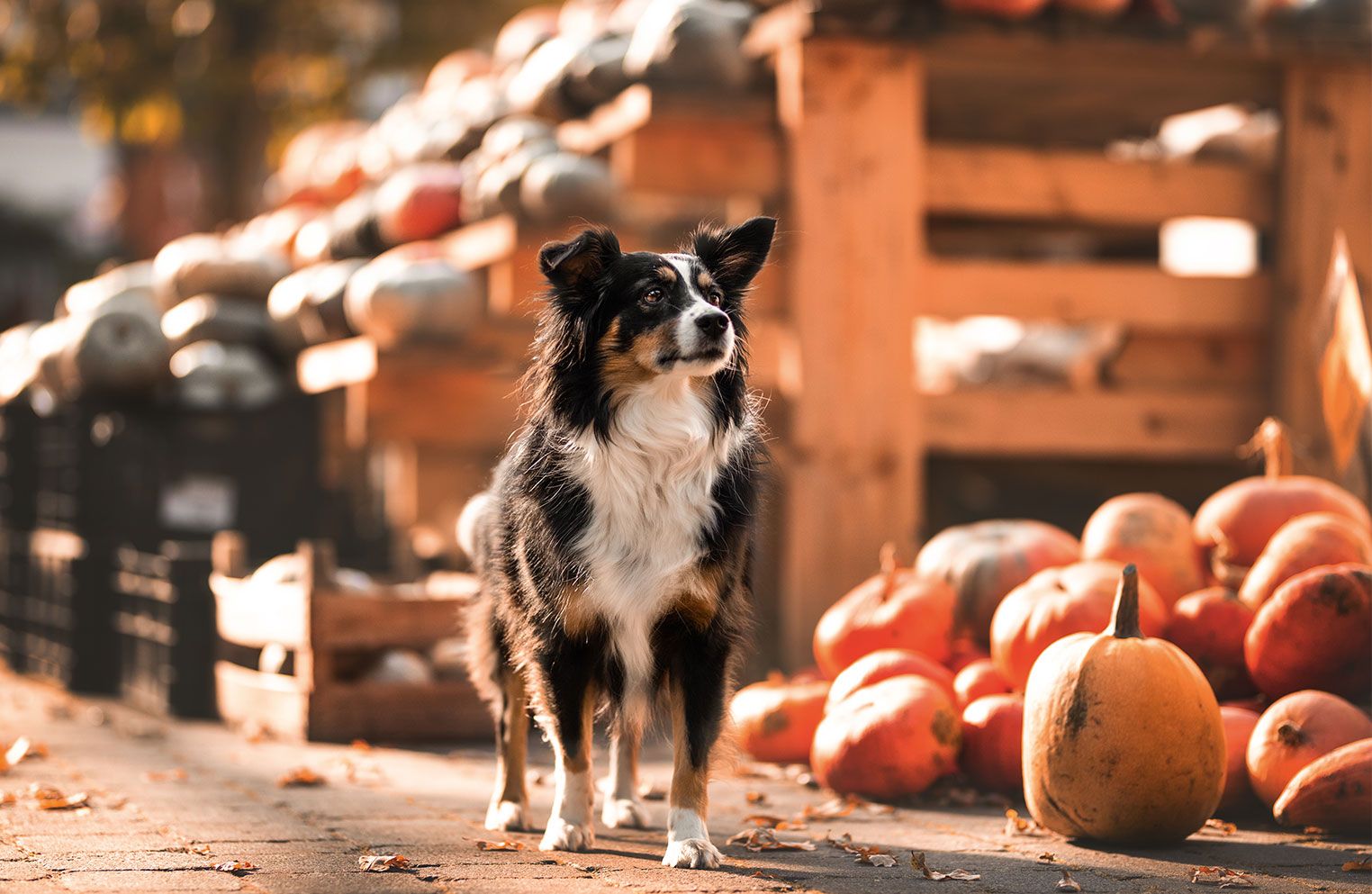 Ein Hund steht auf einem Weg, umgeben von Kürbissen und Holzkisten, mit Herbstblättern im Hintergrund.