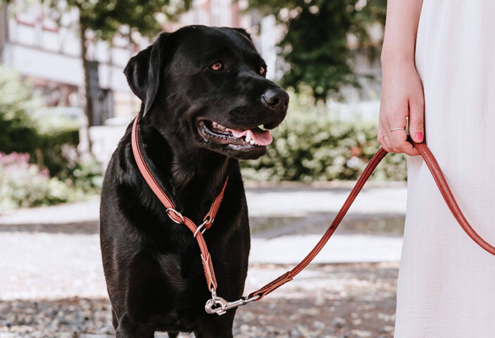 Ein schwarzer Labrador an der Leine steht neben einer Person in einem weißen Kleid, draußen an einem sonnigen Tag.