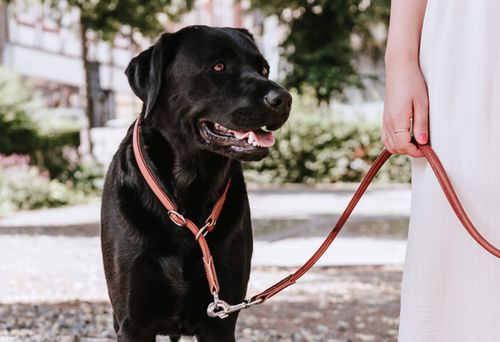 Ein schwarzer Labrador an der Leine steht neben einer Person in einem weißen Kleid, draußen an einem sonnigen Tag.