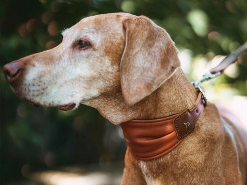 Nahaufnahme eines braunen Hundes mit weißer Schnauze, der ein breites Lederhalsband trägt, im Freien vor einem unscharfen grünen Hintergrund.