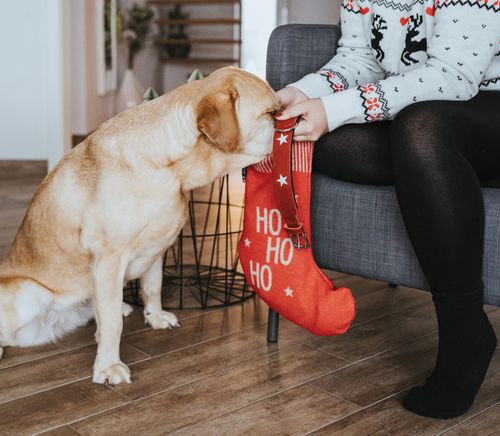 Eine Person in einem festlichen Pullover gibt einem Labrador, der auf einem Holzboden neben einem grauen Stuhl sitzt, einen roten Strumpf mit der Aufschrift „Ho Ho Ho“.