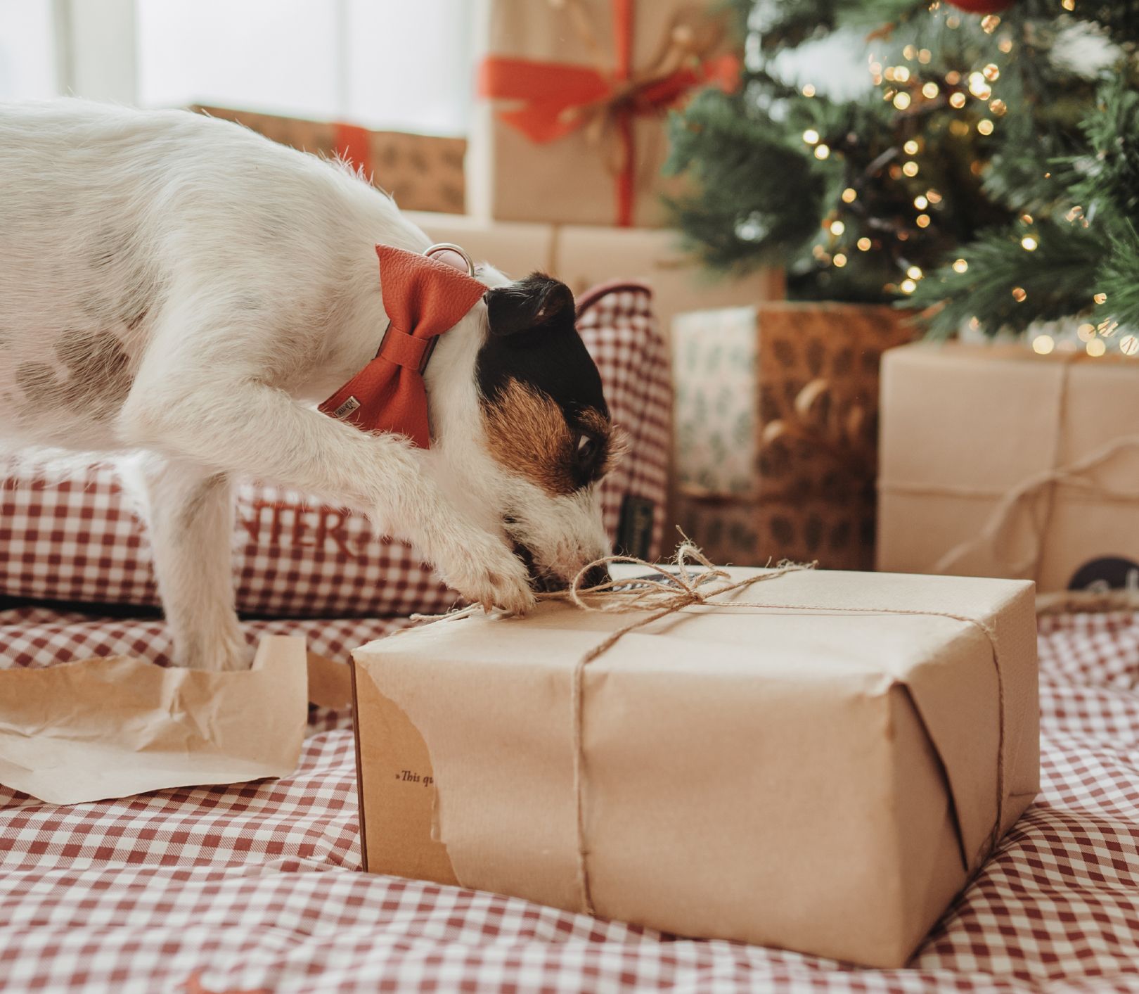 Ein kleiner Hund mit einer roten Schleife schnüffelt an einem verpackten Geschenk auf einer karierten Decke neben einem Weihnachtsbaum und anderen Geschenken.
