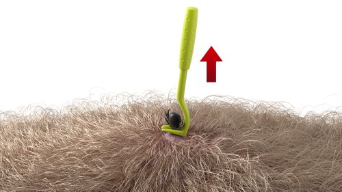 Illustration einer Zecke, die mit einem grünen Zeckenhaken aus dem Fell entfernt wird, wobei ein roter Pfeil die Aufwärtsbewegung anzeigt.