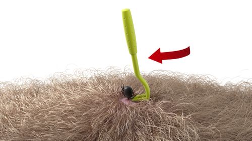 Nahaufnahme einer Zecke, die mit einem grünen Zeckenentferner aus dem Fell gezogen wird, wobei ein roter Pfeil die Richtung angibt.