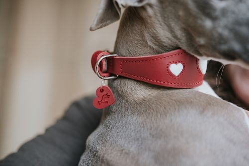 Nahaufnahme eines Hundes, der ein rotes Halsband mit herzförmigen Ausschnitten und einem herzförmigen Anhänger trägt, mit unscharfem Hintergrund.