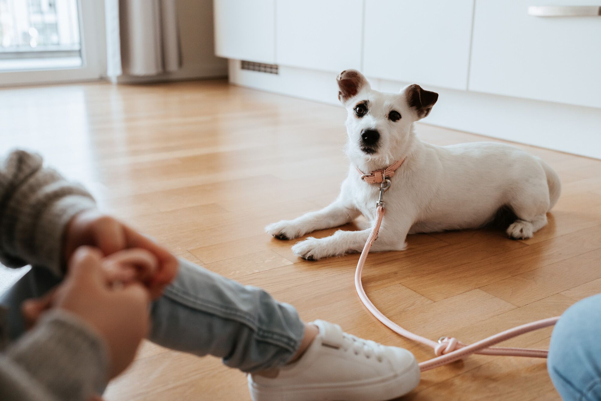Ein weißer, kleiner Hund mit einem rosa Halsband und einer rosa Leine liegt auf einem Holzboden. In der Nähe sitzen zwei Personen, von denen eine Jeans und weiße Turnschuhe trägt.