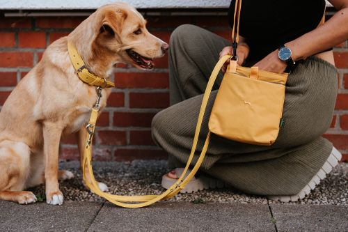 Ein Hund an einer gelben Leine sitzt neben einer Person in grünen Hosen, die eine passende gelbe Tasche hält, vor einer Backsteinmauer.