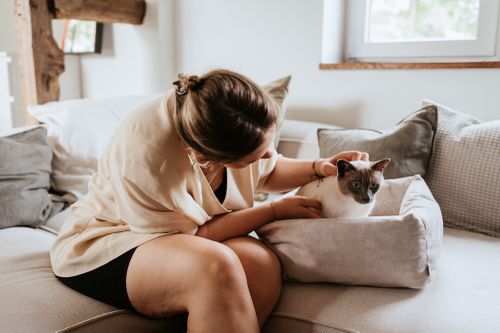 Eine Person streichelt eine Siamkatze in einem gemütlichen Bett auf einem Sofa, während Sonnenlicht durch ein Fenster in den warm beleuchteten Raum fällt.