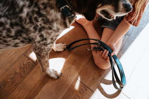 Ein Kind sitzt auf dem Boden und hält eine blaue Hundeleine in der Hand, während ein gefleckter Hund neben ihr auf dem Holzboden steht.