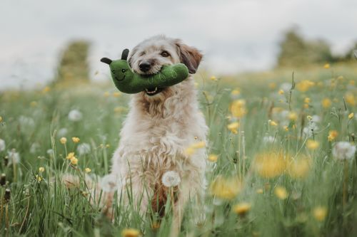 Flauschiger Hund in einem Feld voller Wildblumen, hält ein grünes Plüschspielzeug im Maul an einem bewölkten Tag.