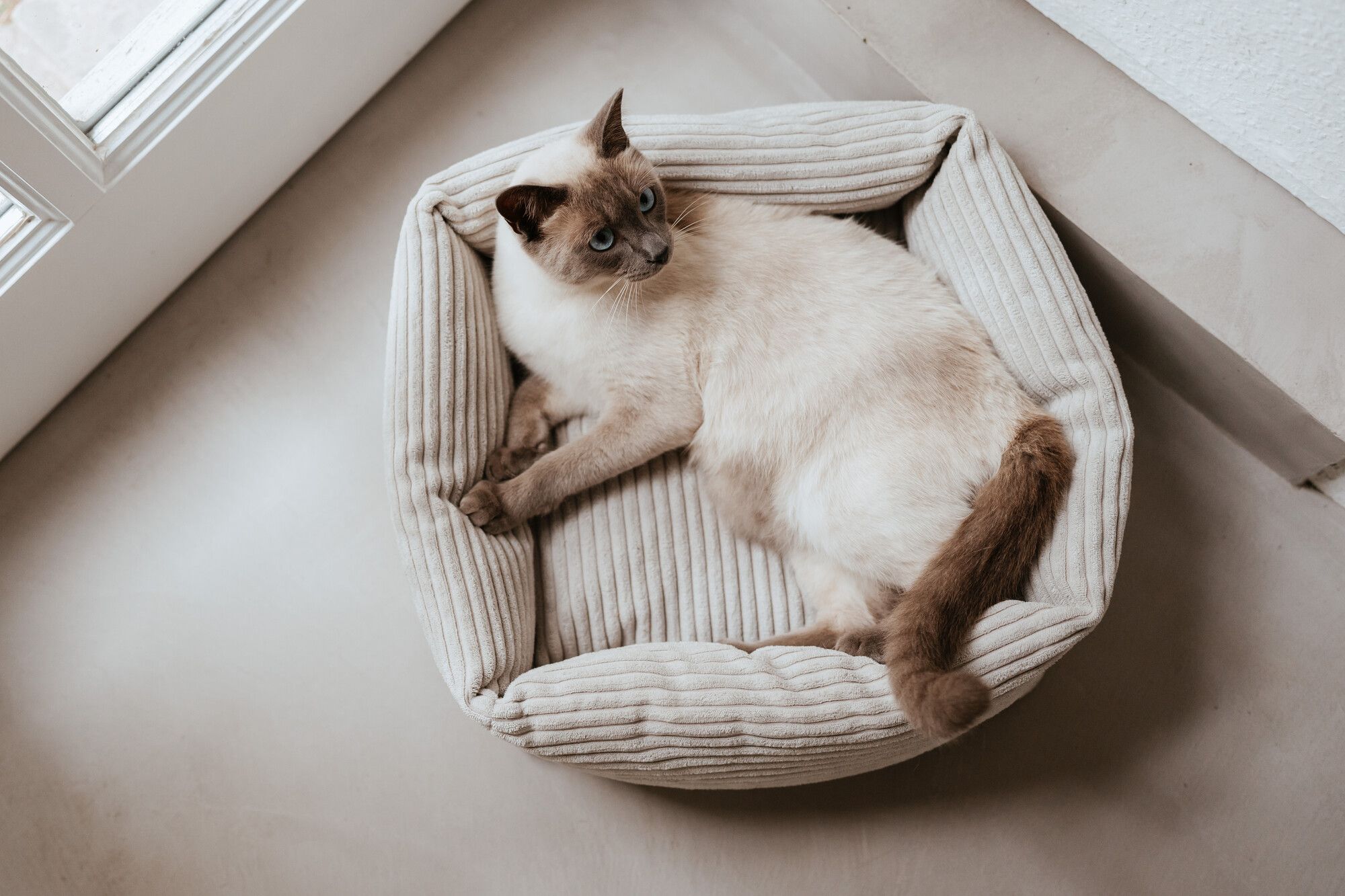 Eine Siamkatze liegt in einem beigen Katzenbett.