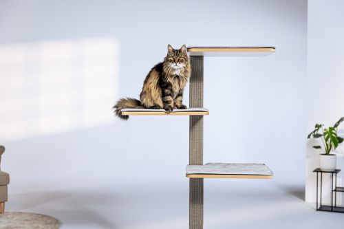 Eine flauschige Katze sitzt auf der obersten Plattform eines modernen Kratzbaums in einem hellen Raum mit minimalistischer Einrichtung und einer Topfpflanze.