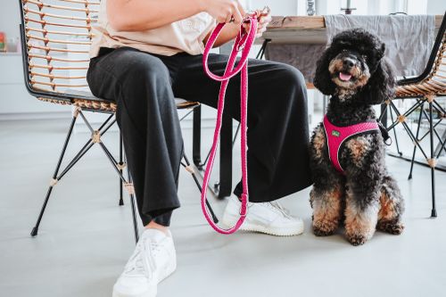 Eine Person sitzt auf einem Stuhl und hält eine pinke Leine in der Hand. Neben ihr sitzt ein Pudel mit einem pinken Geschirr an.