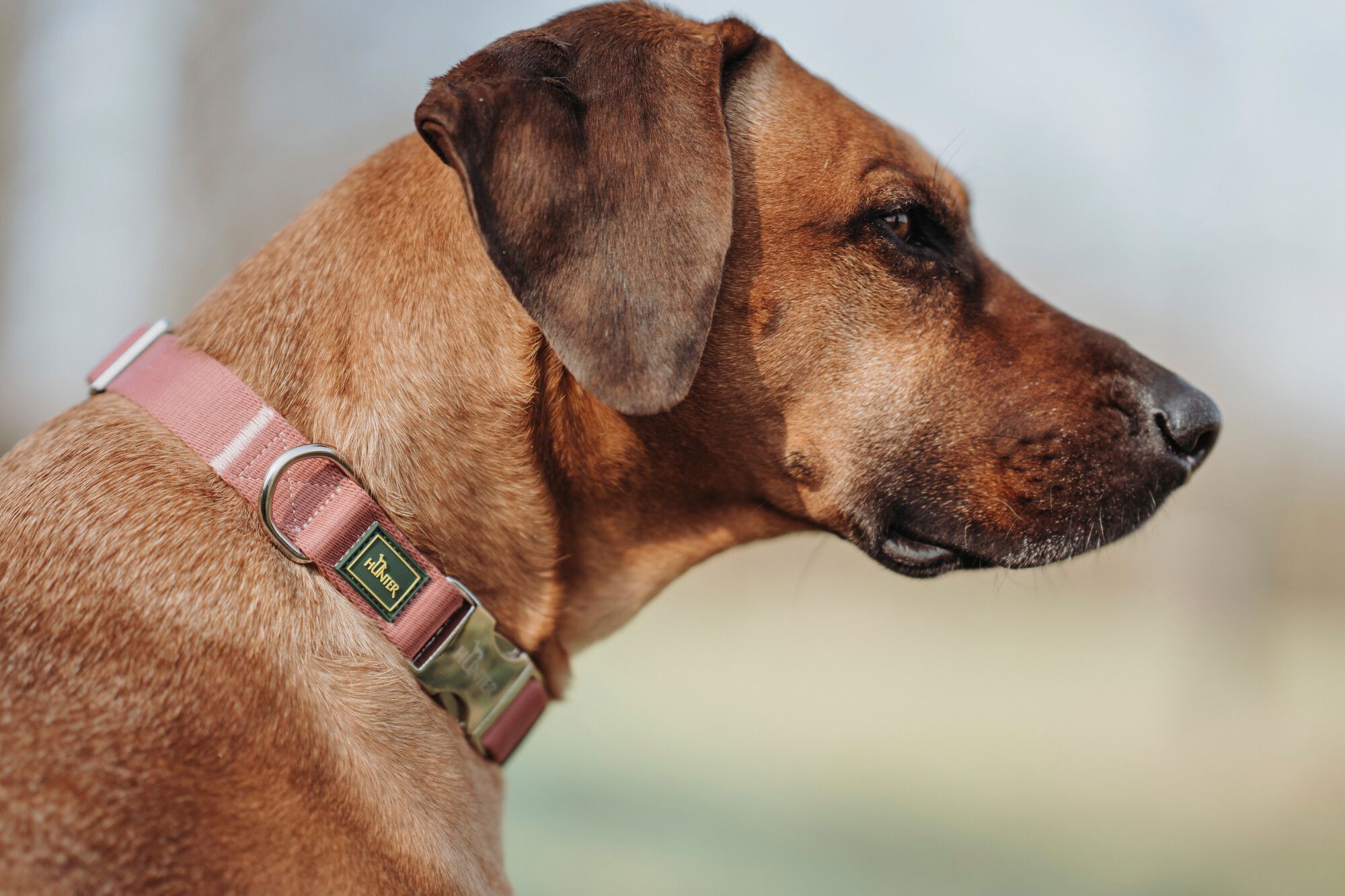 Seitenprofil eines braunen Hundes mit rosa Halsband, der vor einem unscharfen Hintergrund in die Ferne blickt.