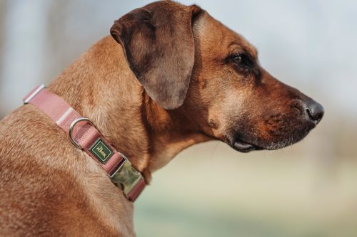 Seitenprofil eines braunen Hundes mit rosa Halsband, der vor einem unscharfen Hintergrund in die Ferne blickt.