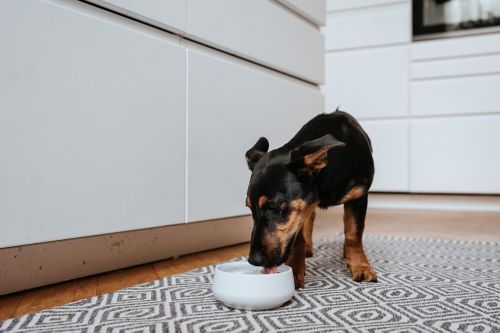 Ein kleiner schwarz-brauner Hund trinkt aus einem weißen Napf, der auf einem gemusterten Teppich in einer modernen Küche steht.