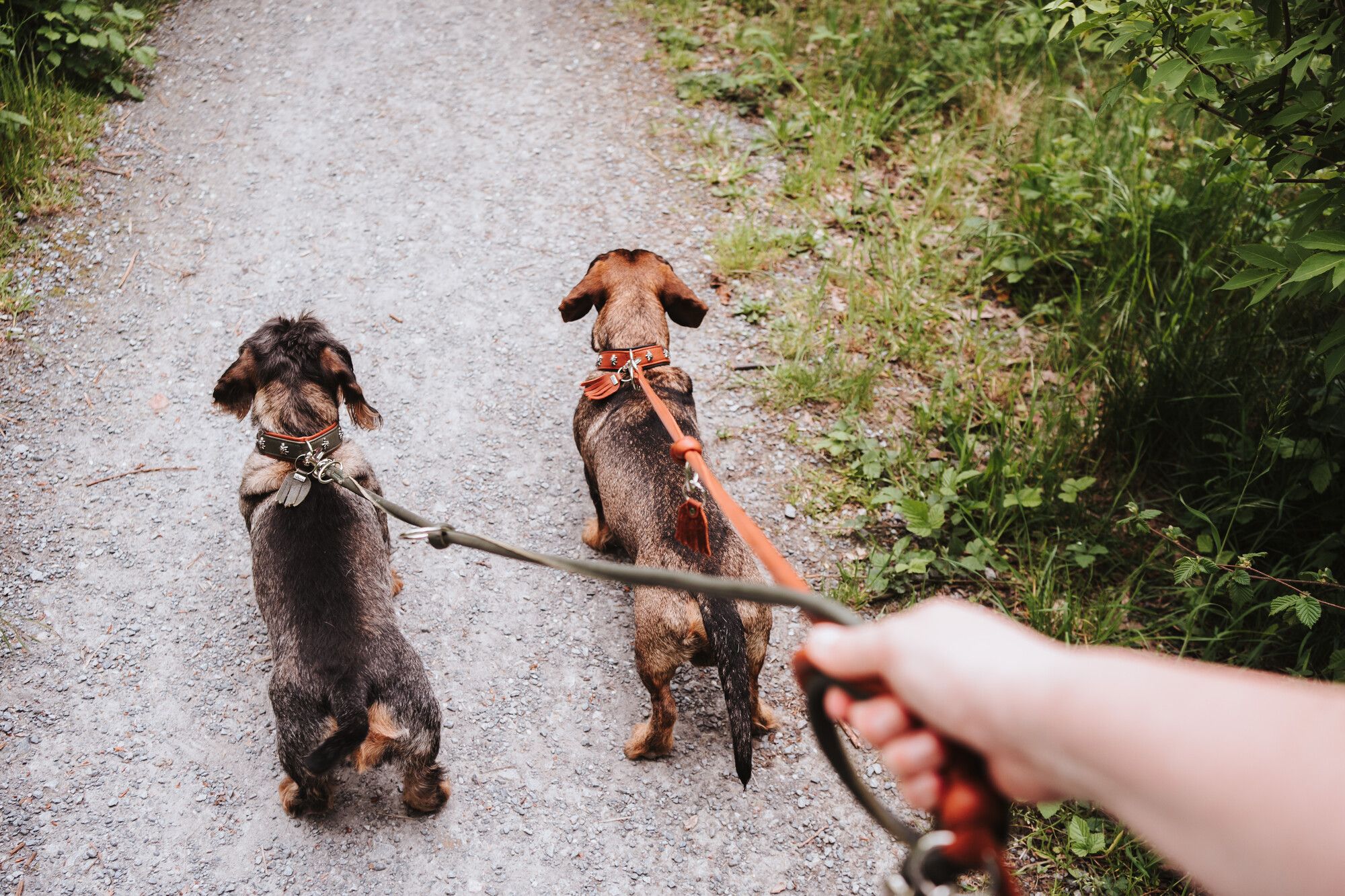 Zwei kleine Hunde an Leinen laufen auf einem Kiesweg, umgeben von Grün, mit einer Hand, die die Leinen hält, im Vordergrund.