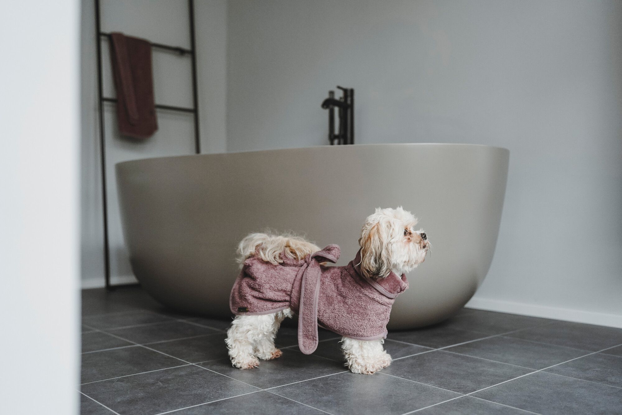 Ein kleiner Hund mit einem Bademantel an steht seitlich vor einer Badewanne.