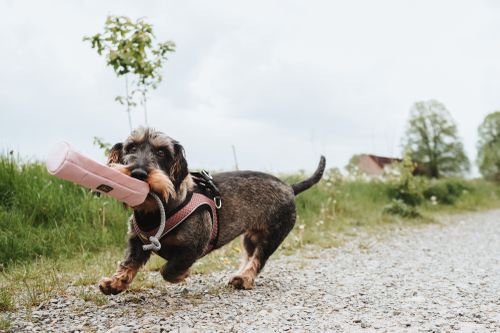 Ein kleiner Hund mit einem rosa Geschirr trägt einen rosa Dummy, während er auf einem Kiesweg spaziert, der von grünem Gras und Bäumen umgeben ist.