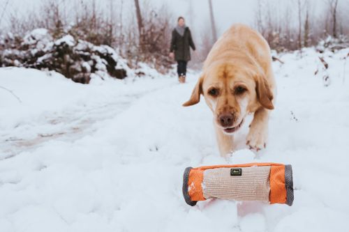 Ein Hund nähert sich einem Spielzeug im Schnee, während im Hintergrund eine Person auf einem verschneiten Weg entlanggeht.