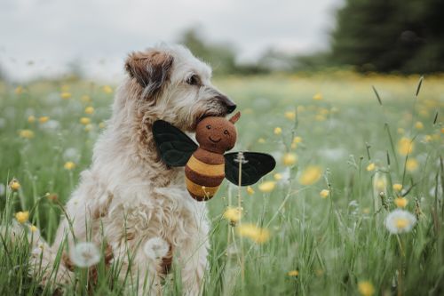An einem bewölkten Tag sitzt ein flauschiger Hund auf einer blumenübersäten Wiese und hält ein Stoffbienen-Spielzeug im Maul.