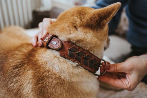 Person, die ein braunes Lederhalsband an einem hellbraunen Hund anpasst. Das Halsband verfügt über eine Marke und dunkle pfeilförmige Akzente.