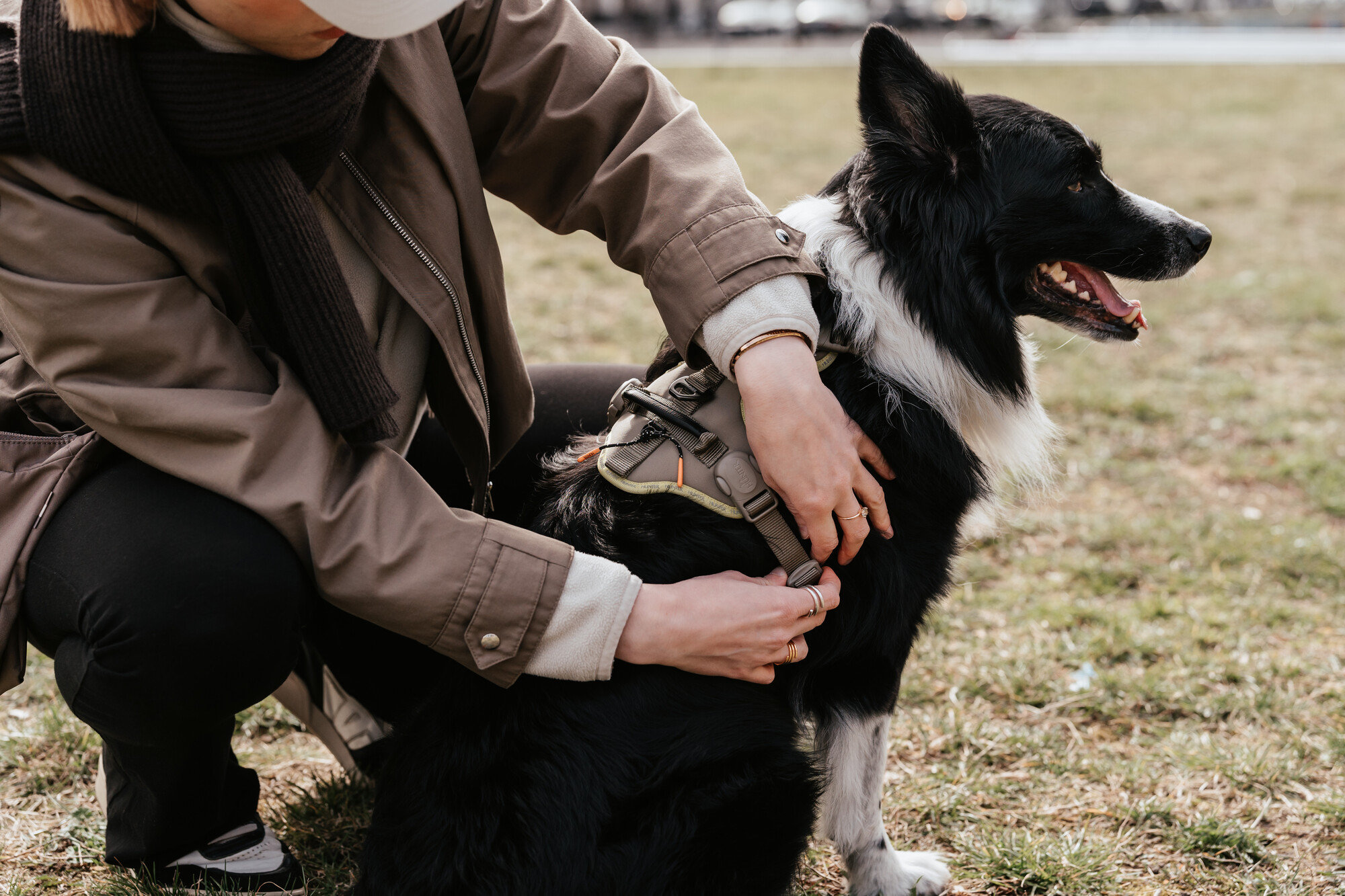 Eine Person, die einem fröhlichen schwarz-weißen Hund auf einer Wiese das Geschirr anpasst.