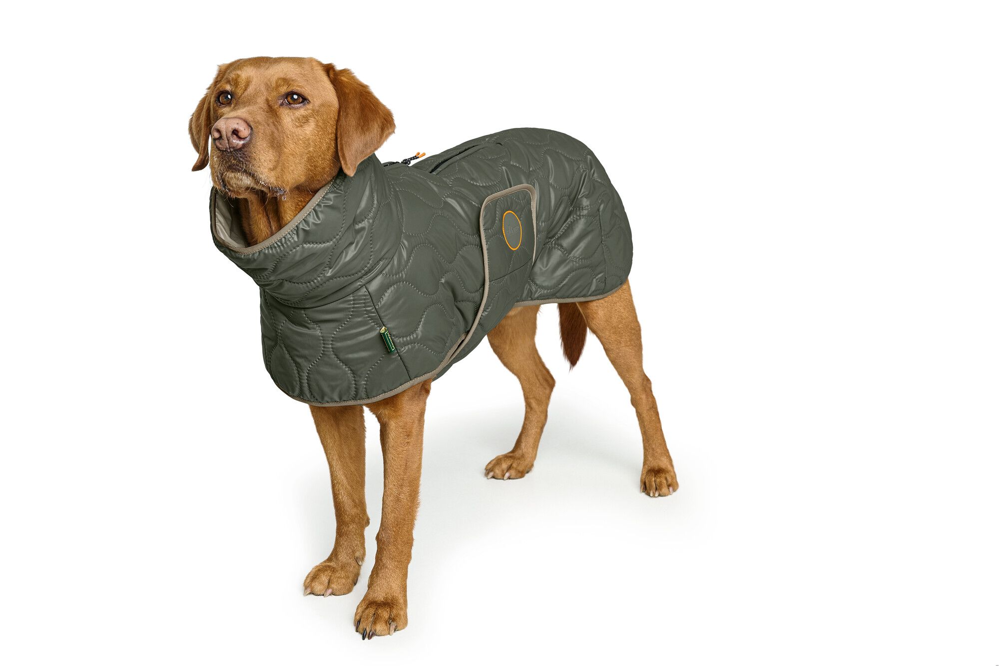 Ein Labrador mit einem Hundemantel in der Farbe oliv.