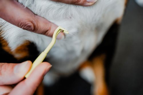 Eine Person, die mit einem grünen Zeckenentferner eine Zecke aus dem Fell eines Hundes entfernt.